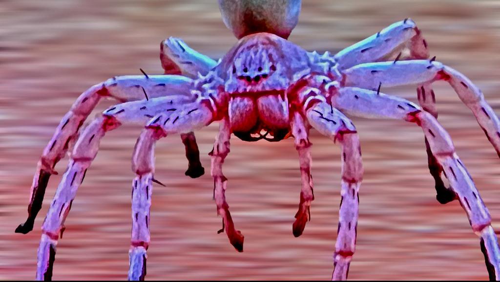 Spider (Macro)