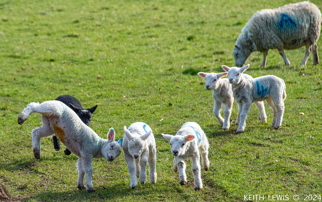 Lambs  at play
