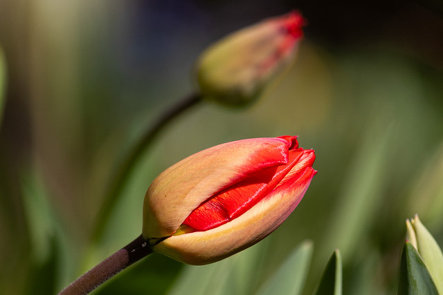 Tulips Awakening