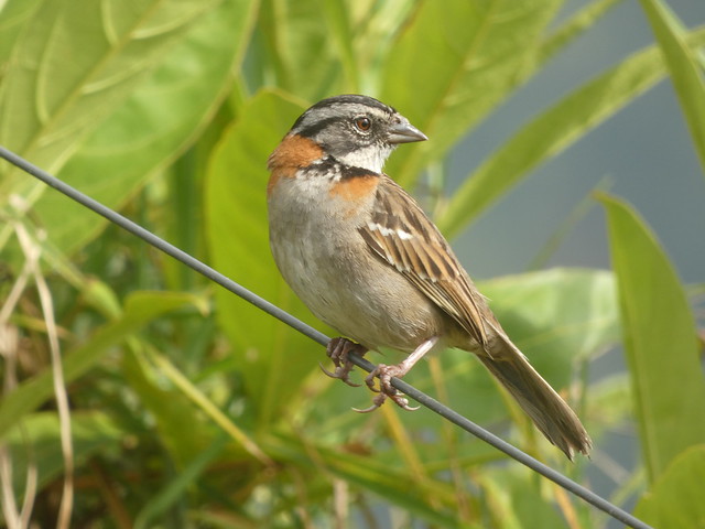 Rufous-collared Sparrow, near Cascajal, San José, Costa Rica, 16 March 2024