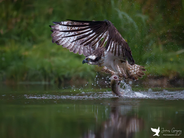 Osprey fishing in Scotland