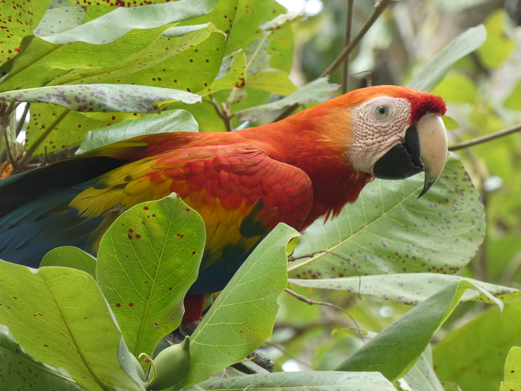 Scarlet Macaw, Jacó, Puntarenas, Costa Rica, 17 March 2024