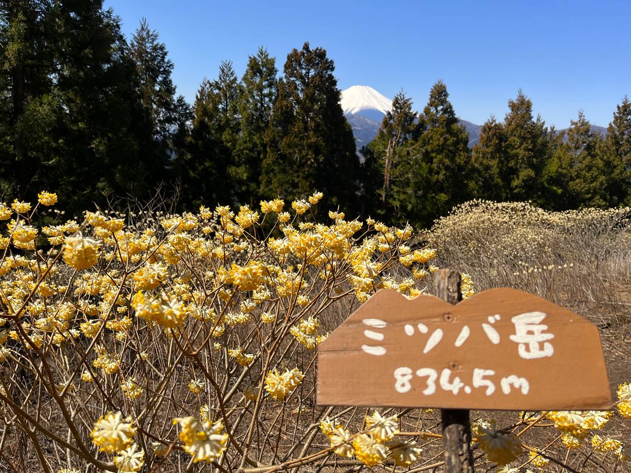 【丹沢】ミツバ岳 山頂のミツマタ大群生と富士山の展望登山