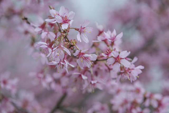 Okame Cherry Tree Flowers