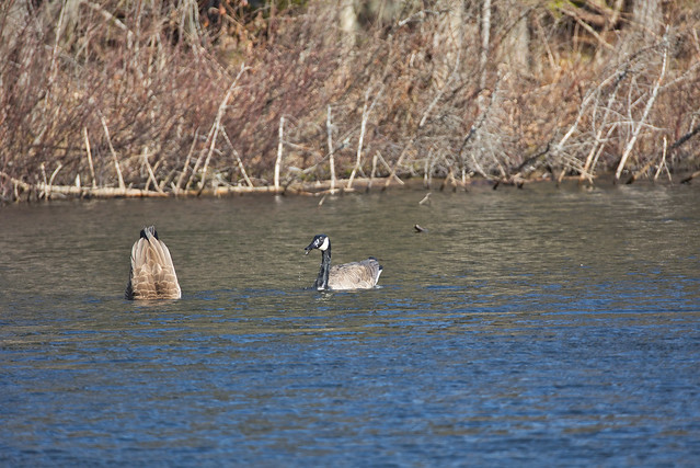 Pair of Canada Goose (Branta canadensis) at Oathill Lake Dartmouth Nova Scotia
