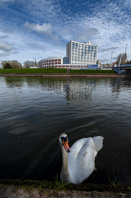 Swan on the River Exe during a Meridian Raw CIC facilitated photo-walk along the River Exe and Exeter Ship Canal by Clive Chilvers