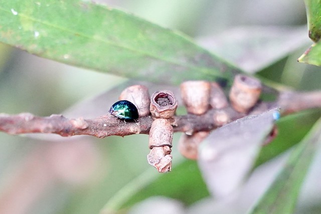 Steelblue Lady Beetle