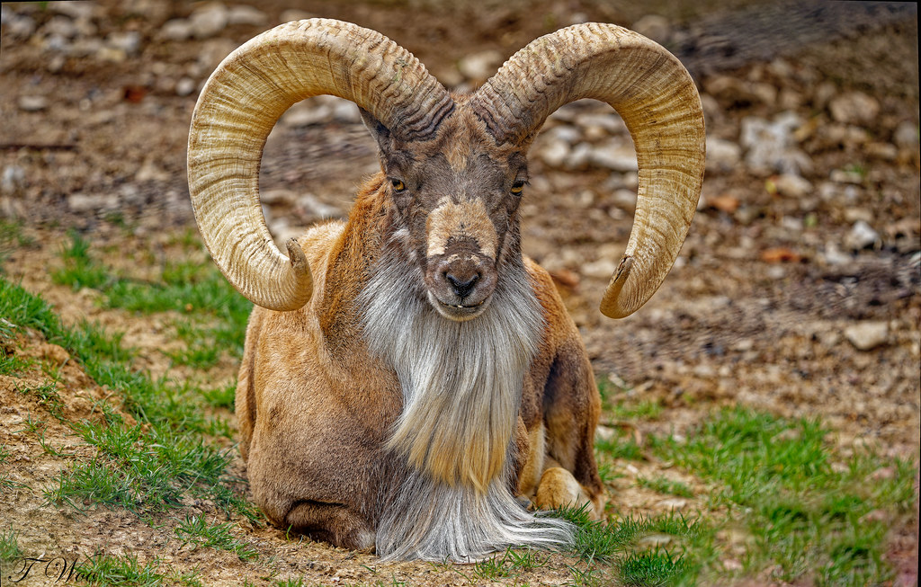 Mouflon Portrait