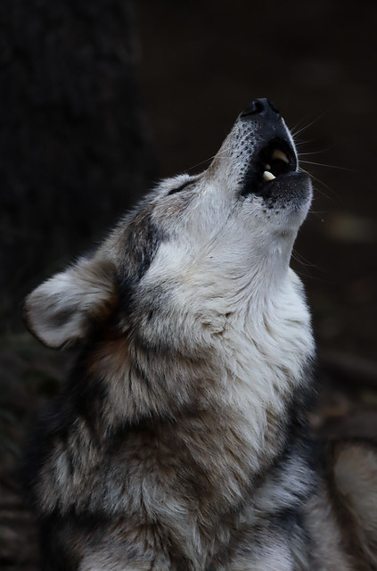 Howling at sunset