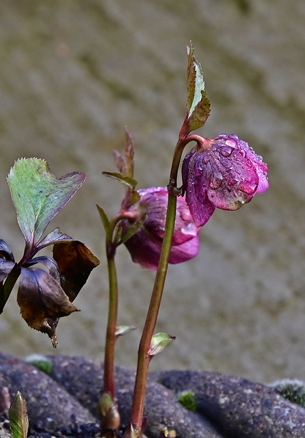 Hellebore Winter Rose - Helleborus spc.