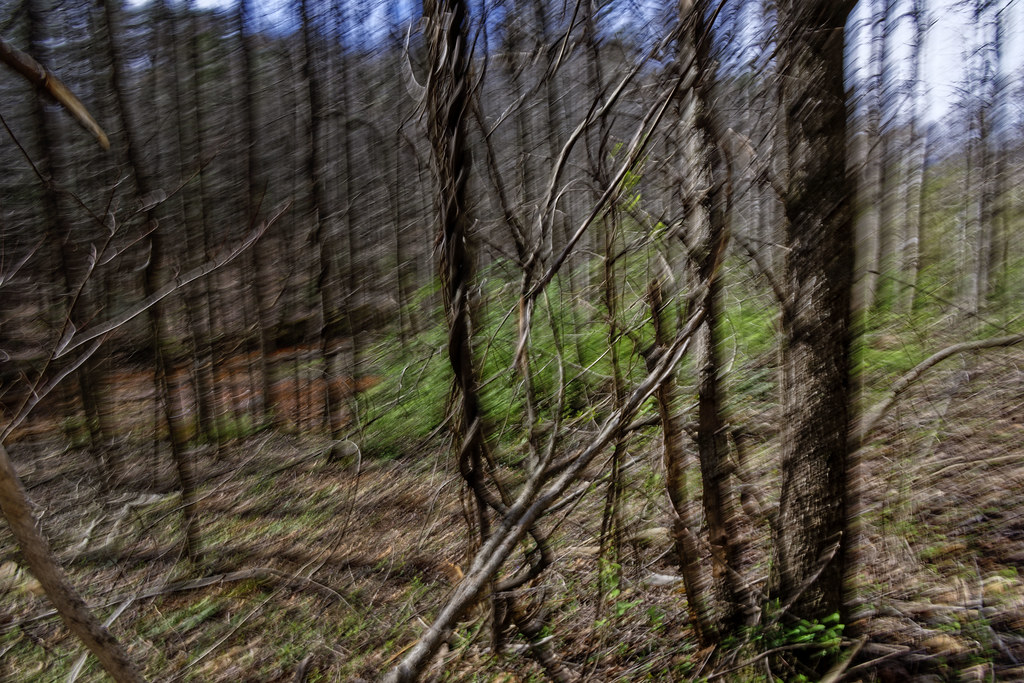 Dogwood Trail