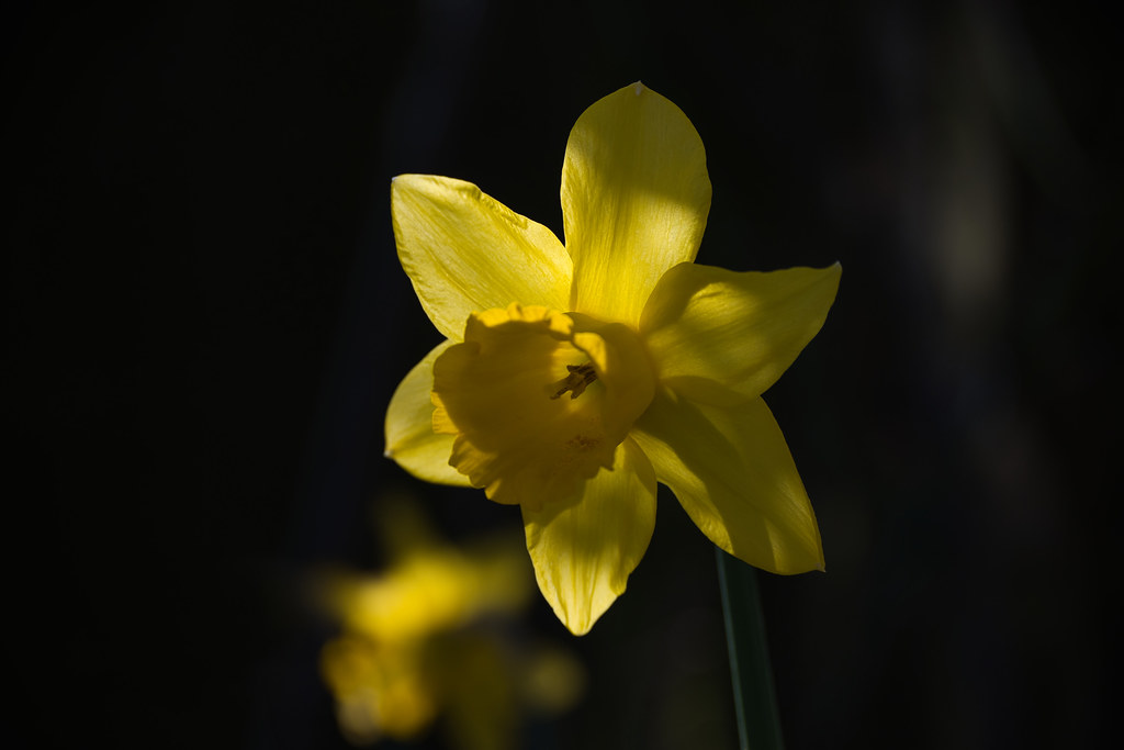 Daffodil (light and shade)