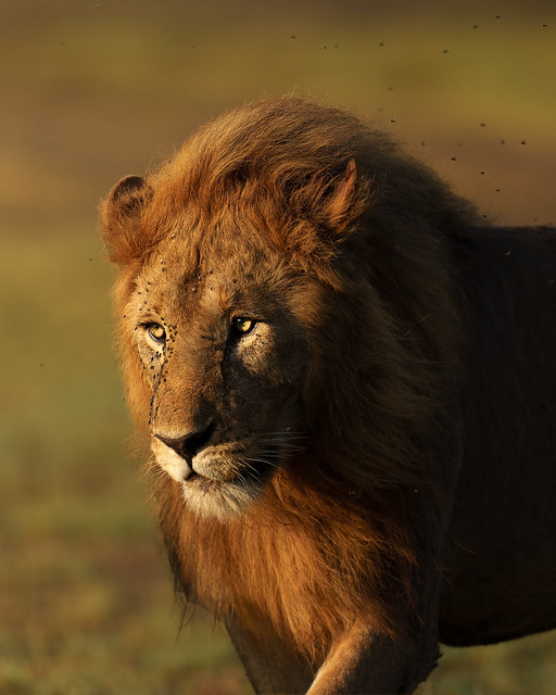 King of the pride in last light, Serengeti National Park Tanzania