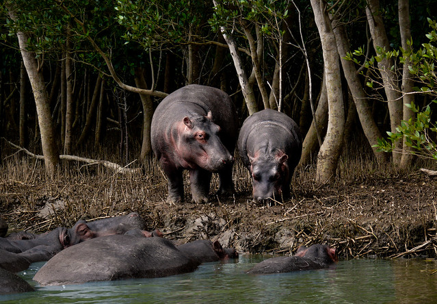 Hippos along the riverbank, St Lucia, KwaZulu-Natal, South Africa