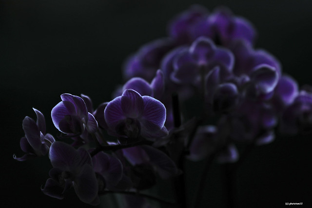 Orchideen am Abend