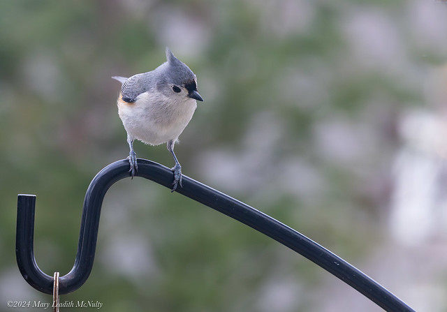 Tufted Titmouse, March 16, 2024