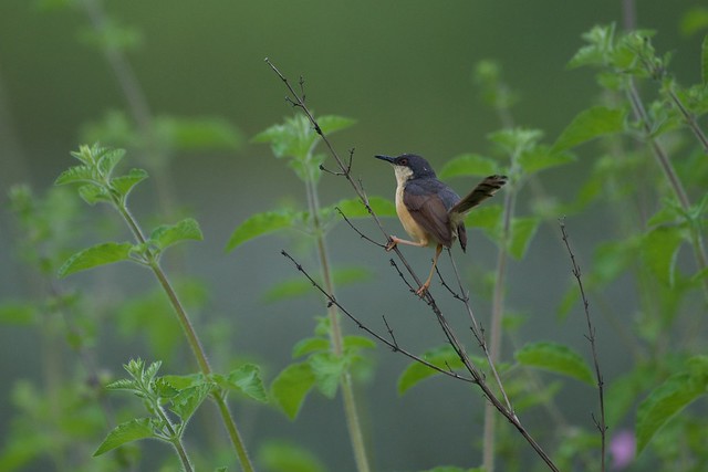 Birds Around Me 0057 - Ashy Prinia फुत्की (Prinia socialis)