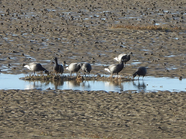 Dark bellied brent geese, feeding on North dock sands.