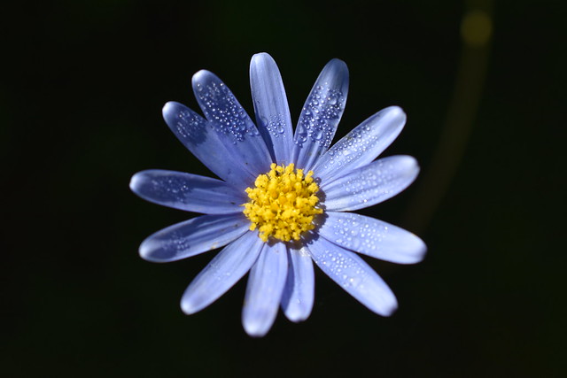 Daisy Blue