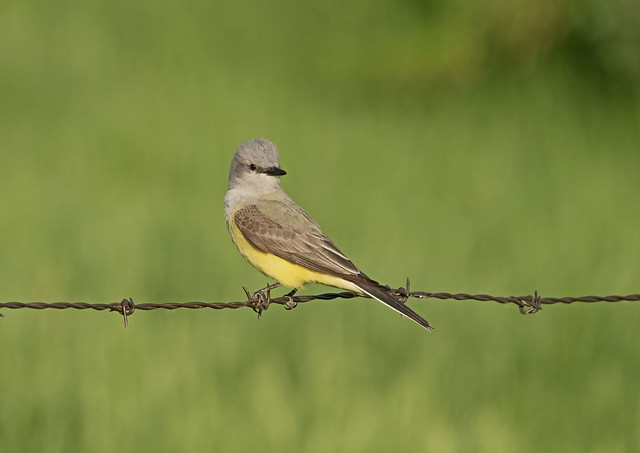 Western kingbird, Melita, Manitoba