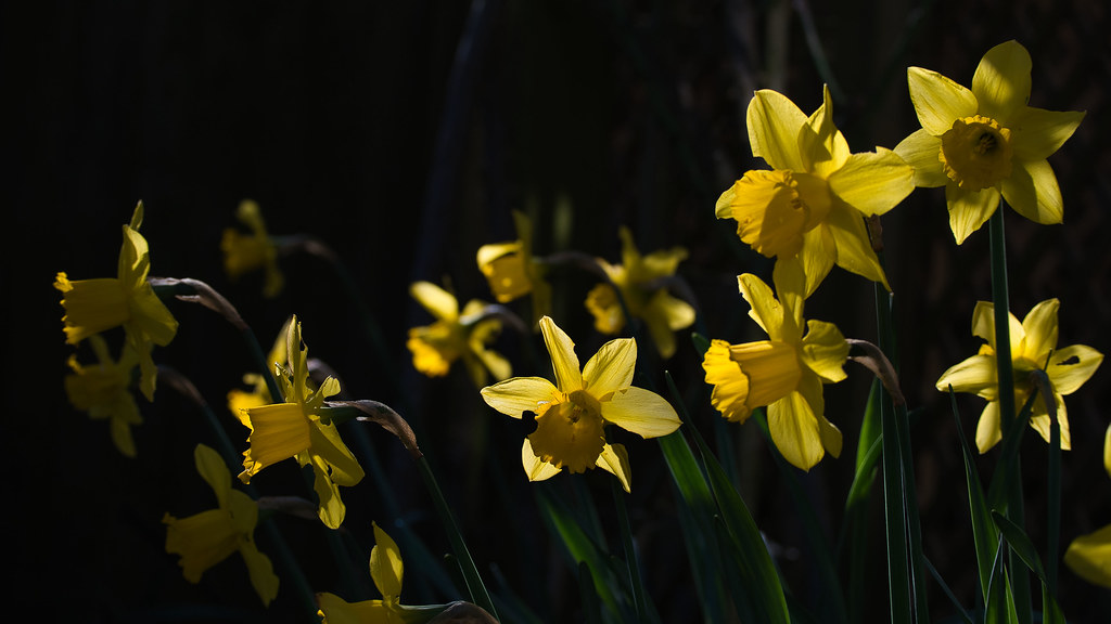 Daffodils in a dark corner