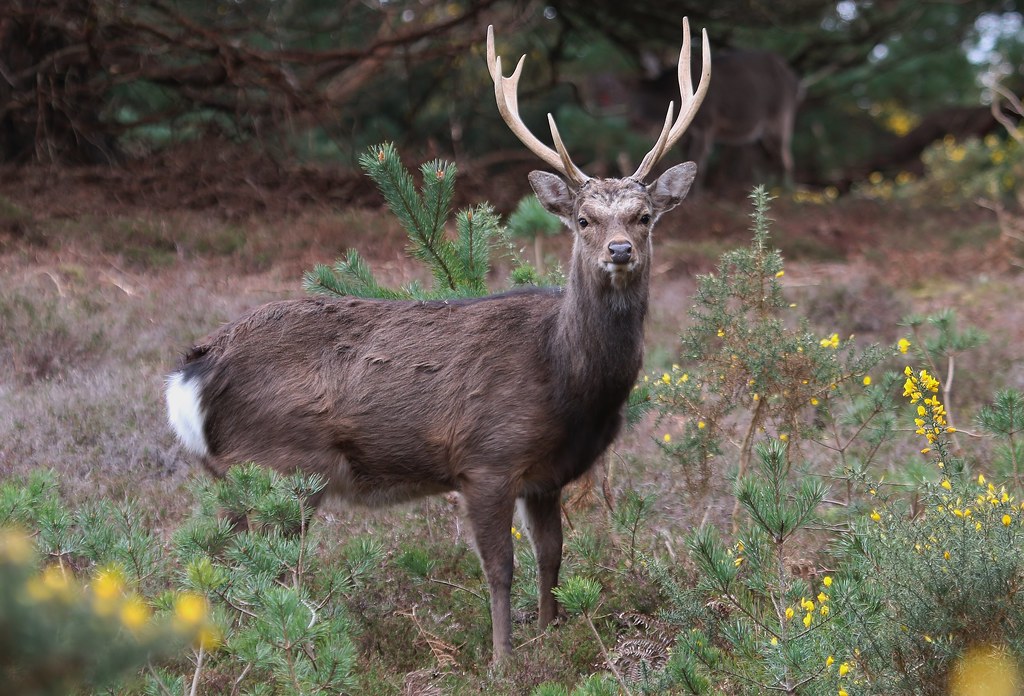 Sika Deer - Cervus nippon 220324 (5)