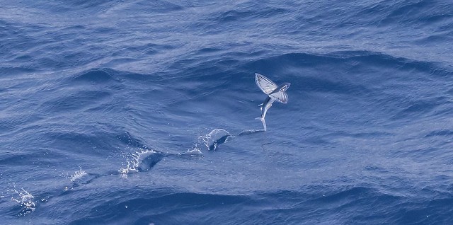 Flying Fish