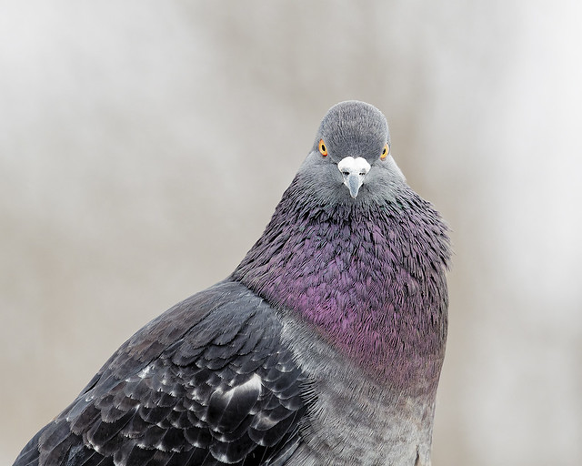 Pigeon  portrait