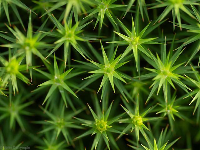 Starry starry moss