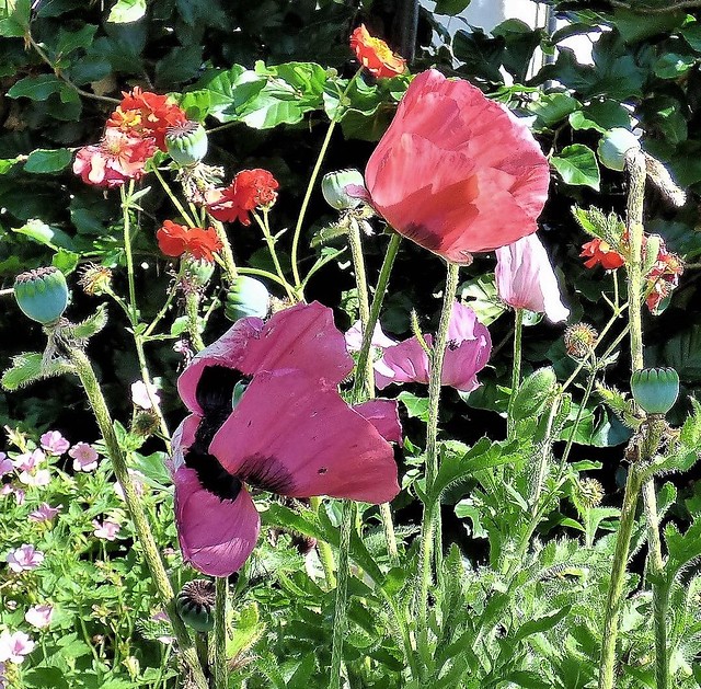 Poppies: hoping for more of the same in 2024