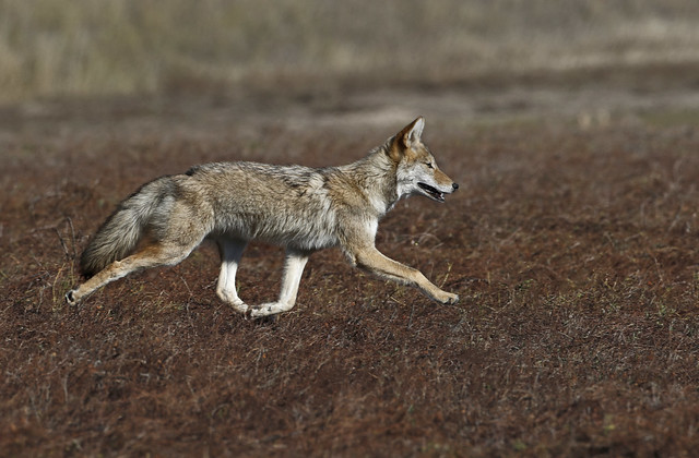 Coyote On The Move