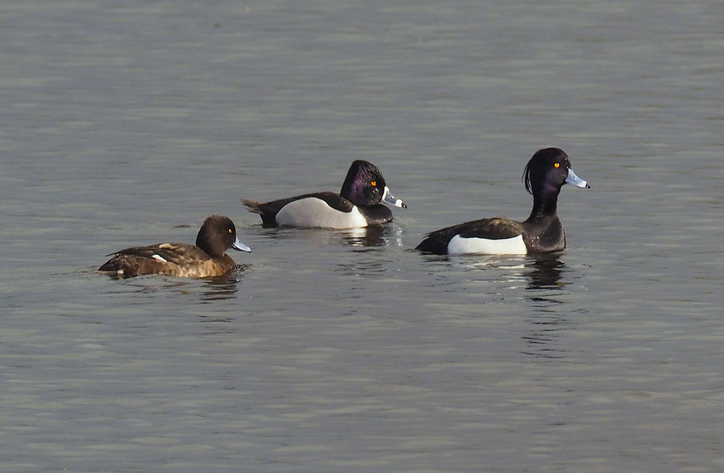 North American Ring-necked Duck