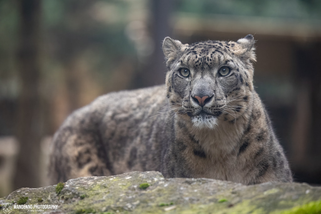Snow Leopard - Zoo Amneville