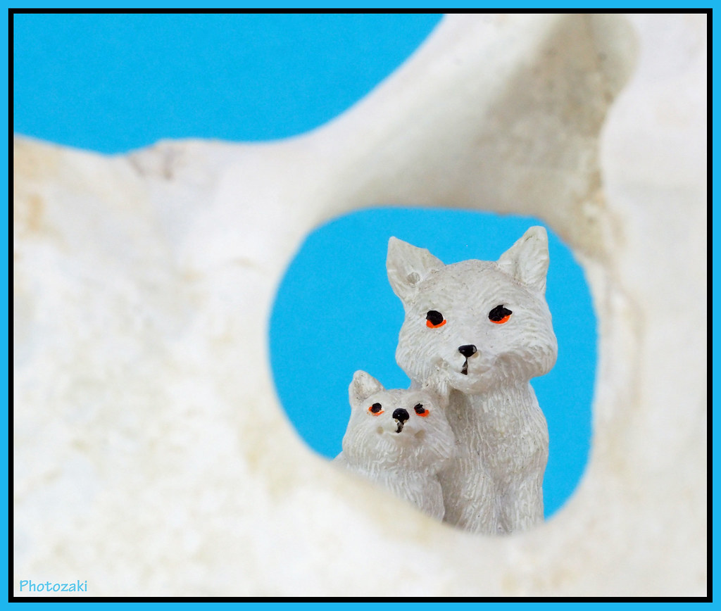 Arctic Fox and Cub