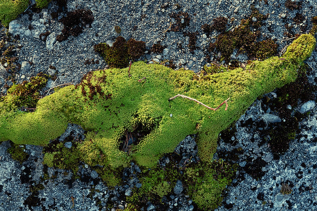 Dinosaur moss