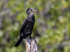 Indian Cormorant or Indian Shag (Phalacrocorax fuscicollis)