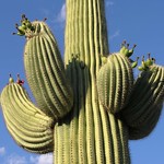 Saguaro Cactus with fruit, San Pedro River Valley, SE of San Manuel, AZ Saguaro cactus with fruit; San Pedro River Valley, SE of San Manuel, AZ