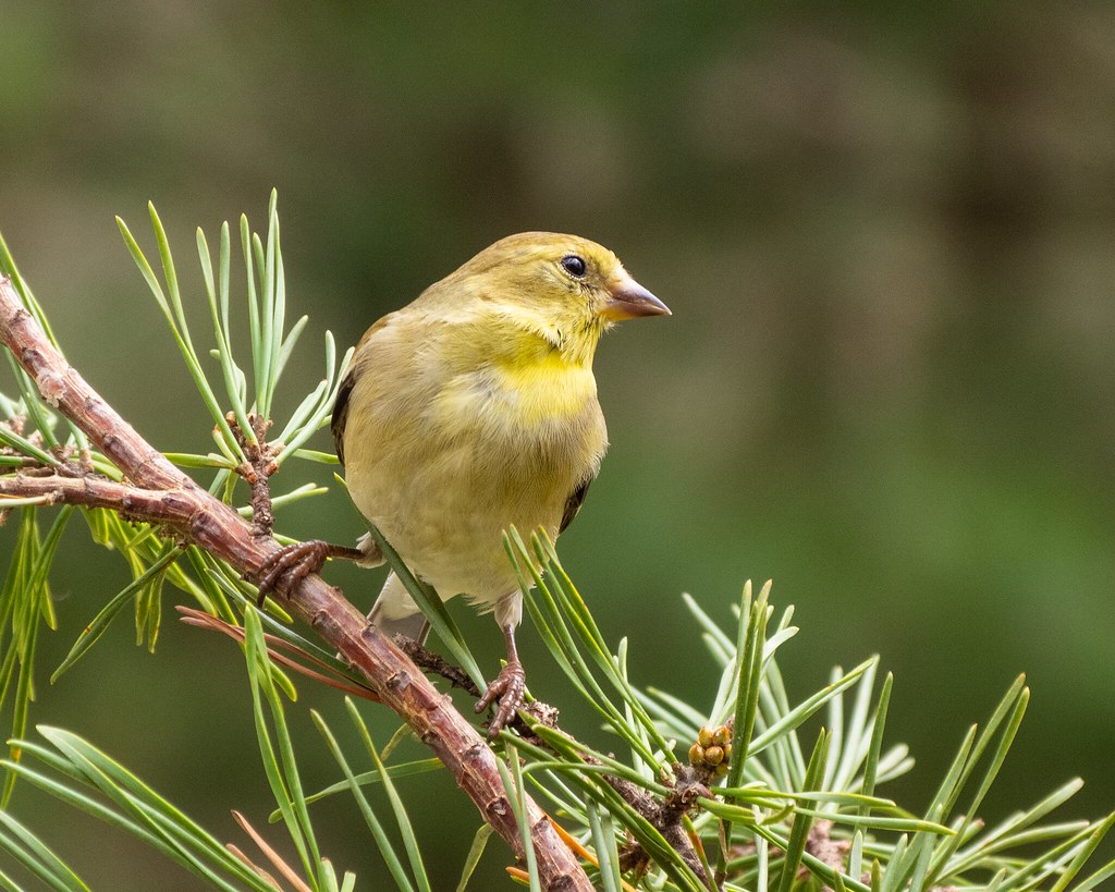 Goldfinch in pine-14Mar24