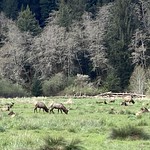 Elk grazing in a field near Highway 101, south of Crescent City 