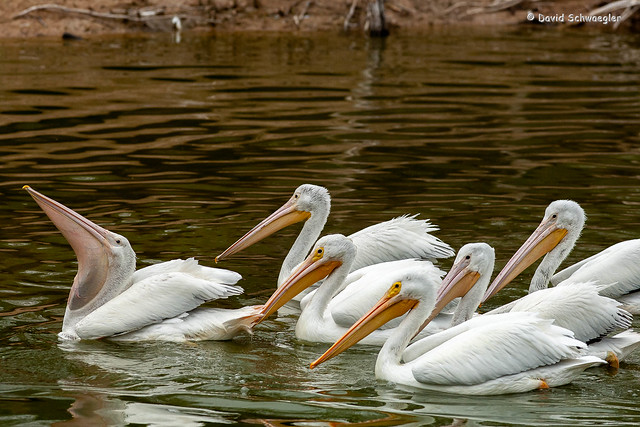 White Pelican Fishing Sequence Frame 3