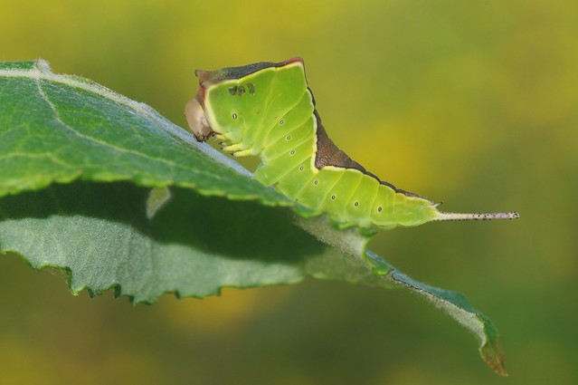 Puss Moth Caterpillar - Cerura vinula