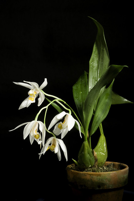 Coelogyne punctulata Lindl. in Coll. Bot.: t. 33 (1824)