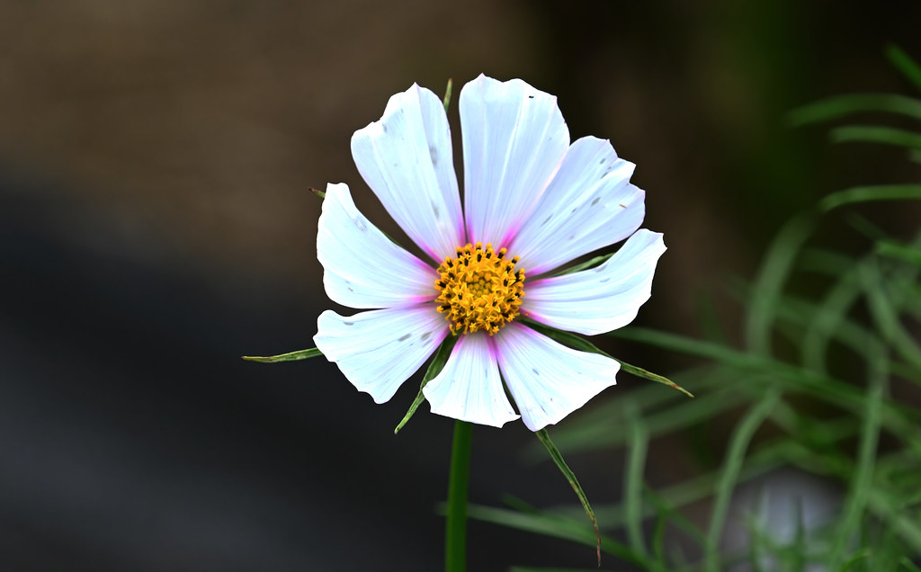 DSC_4034 garden cosmos flower-