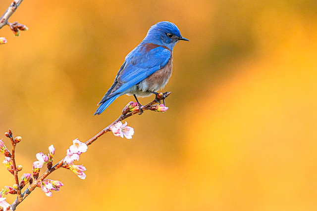 Western Bluebird at the Cherry Blossoms at Huntington Beach Central Park