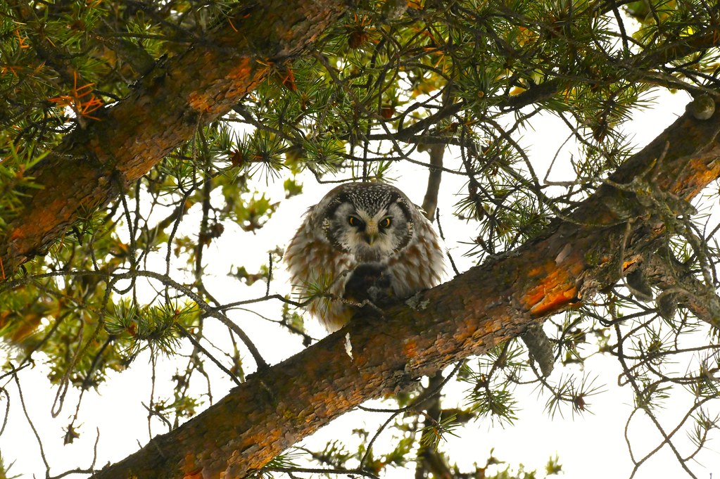 Nyctale de Tengmalm et sa proie--Boreal Owl and his prey (Aegolius funereus)