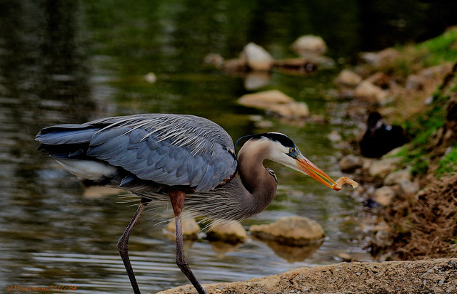 The Great Blue Heron eating French Fries