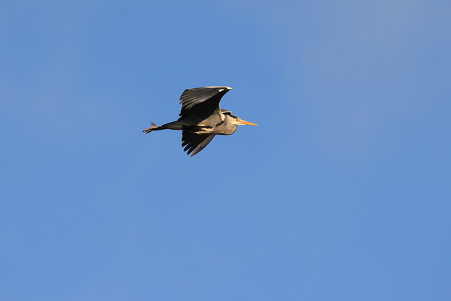 grey heron in flight
