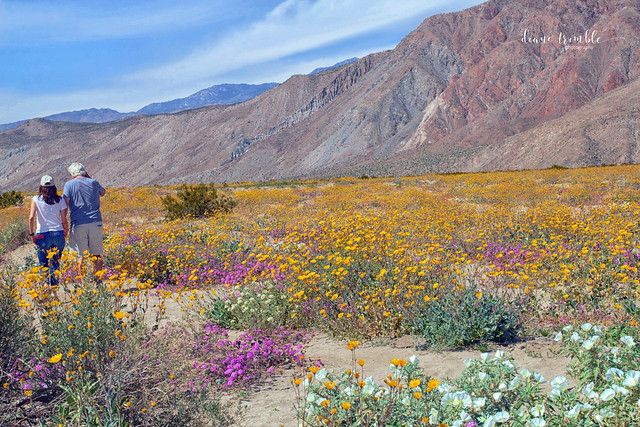 anza borrego desert wildflowers