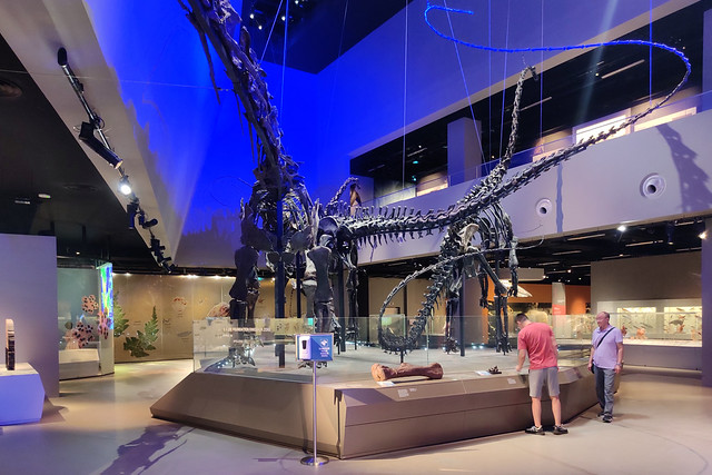 Diplodocid sauropod skeletons, Lee Kong Chian Natural History Museum