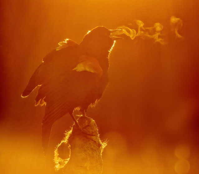 Red-winged Blackbird at Dawn